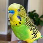 pfizerthebudgie profile picture