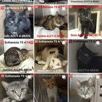phillyfelines profile picture