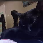 phlegmmignon profile picture