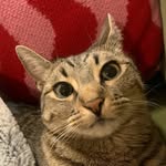 phoebebridgers_thecat profile picture