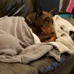 phoenixthegreatrescue profile picture