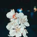 photography_by_mishri profile picture