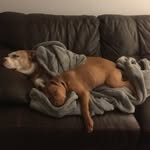pibble.peas.in.a.pod profile picture