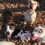 pibbles_plantation profile picture