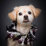 pichusonreido profile picture