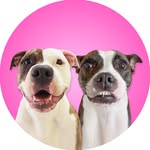 pickle_and_onion profile picture
