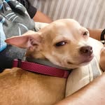 pickles_the_chihuahua_ profile picture