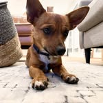 picklethefox profile picture