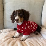 pickletheweeniedog profile picture