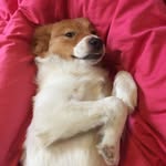 picsofmywilly profile picture