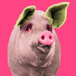 pigcassohoghero profile picture