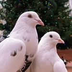 pigeonmiu profile picture
