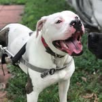 pigeonpup profile picture