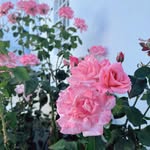 pigflower89 profile picture