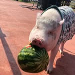 piggy.gizmo.and.bentley profile picture