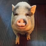 piggypoo_and_crew profile picture