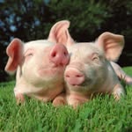 pig_lovers_of_insta profile picture