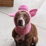 pigpenthepittie profile picture