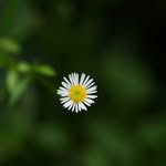pin.inthegarden profile picture