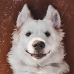 pincho_thegolden profile picture