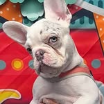 pinkielafrenchie profile picture
