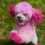 pinkoutcookie profile picture
