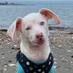pinkpigletpuppy profile picture