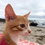 pinkythejunglecat profile picture