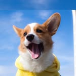 pino.the.corgi profile picture