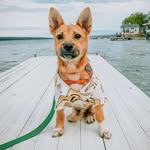 pinopupperino profile picture