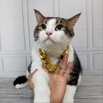 pinotsebastian profile picture