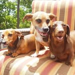 piperandrosieandcompany profile picture