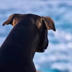 piper_the_pitlab profile picture
