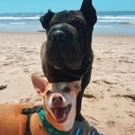pipervino profile picture