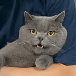 pipiissayinghitou profile picture