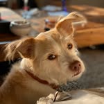 pippiworldpeace profile picture