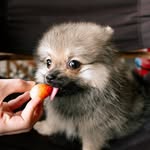 pippu_diary profile picture