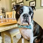 pipthebostonterrier profile picture