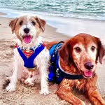 pisco_and_poke profile picture