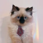 pishicashmere profile picture