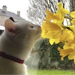 pisix_the_cat profile picture