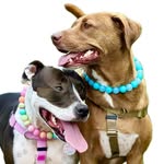 pitbull.party.of.2 profile picture