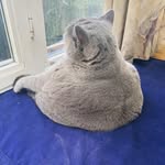 pitoethecat profile picture