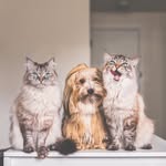 pitterpatterfurryfeet profile picture