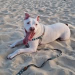pitt_ice profile picture