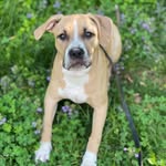 pittiesassysienna profile picture