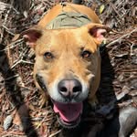 pittyleo profile picture