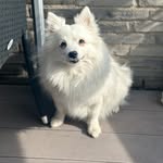 pixiethevolpino profile picture