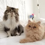 pjpersian profile picture