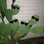 plantgirly92 profile picture